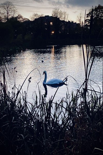 Bingham's Pond designated Local Nature Reserve  Picture: Glasgow West End Today