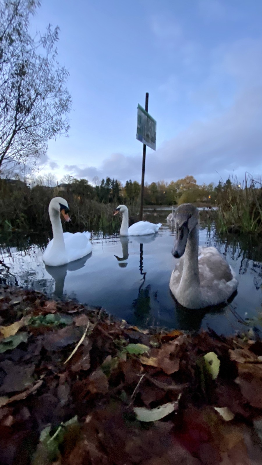 Bingham's Pond is home to swans and a host of wildfowl