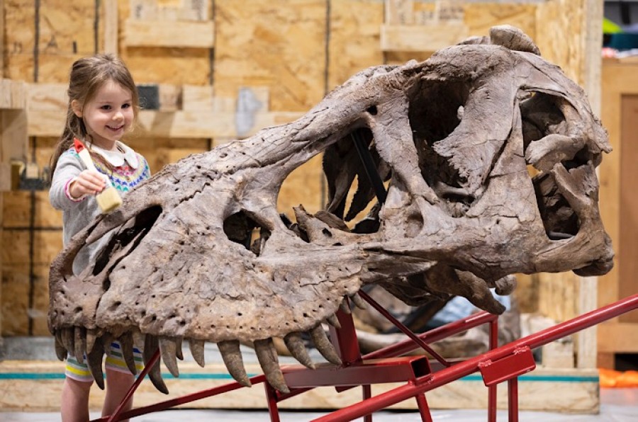  Pictured: Martha Scott (age 4) from Glasgow's west end  cleaning  the skull. Photograph © Martin Shields