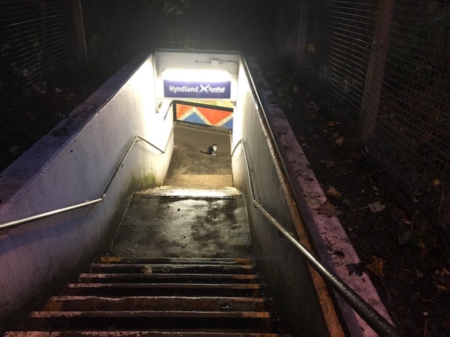  Absent: Hyndland Station Cat has been reported missing