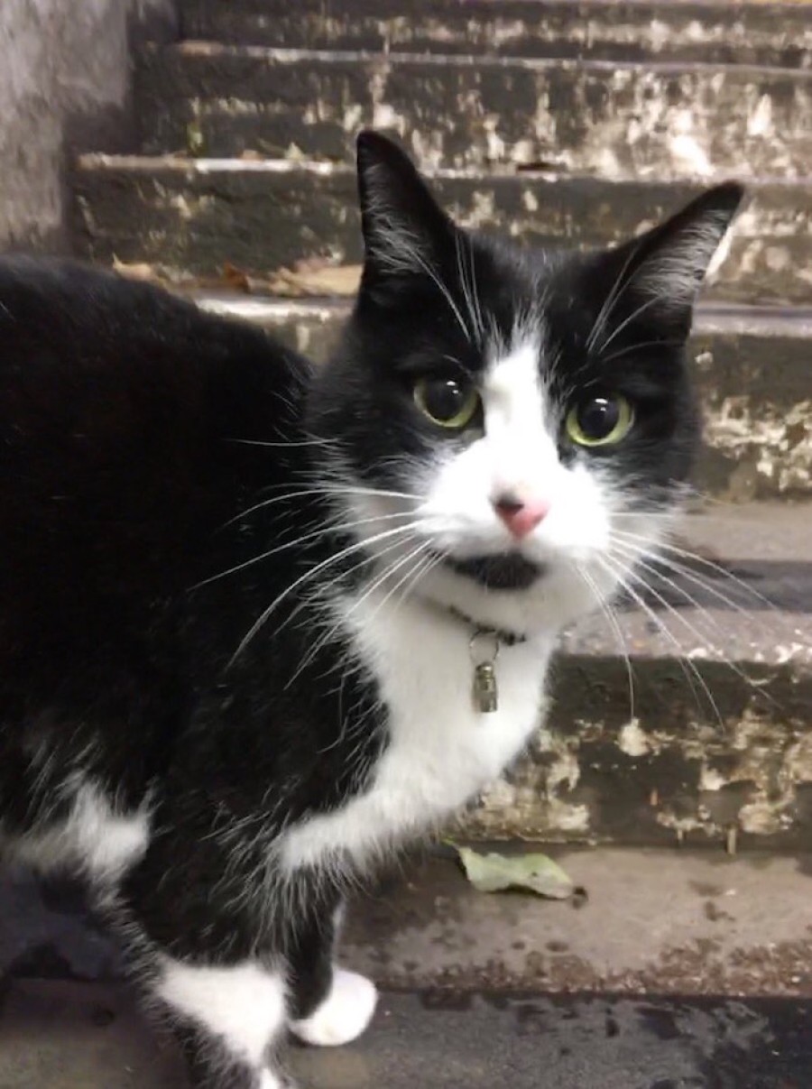  Markings: have you seen this cat? His friends would like to know