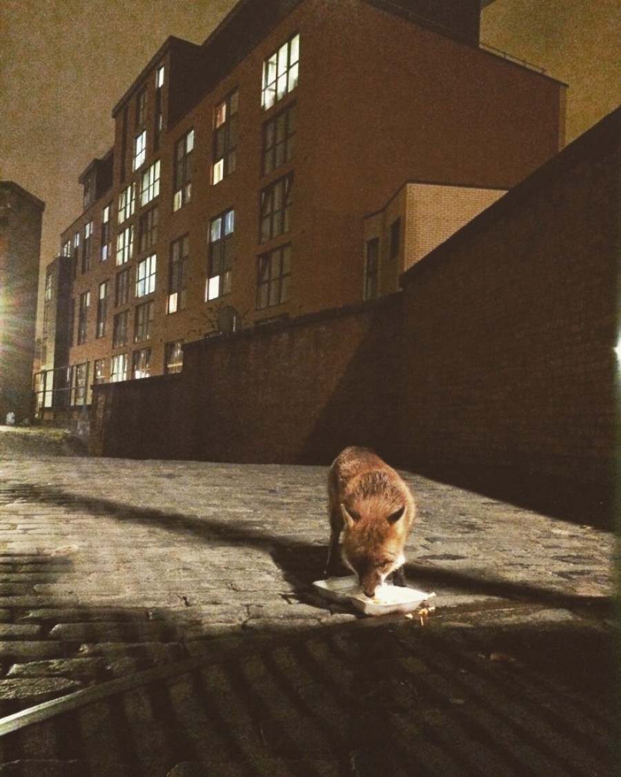  Still life: a fox at night in Glasgow creates an atmospheric image. Photo Credit: Douglas Shapley. 