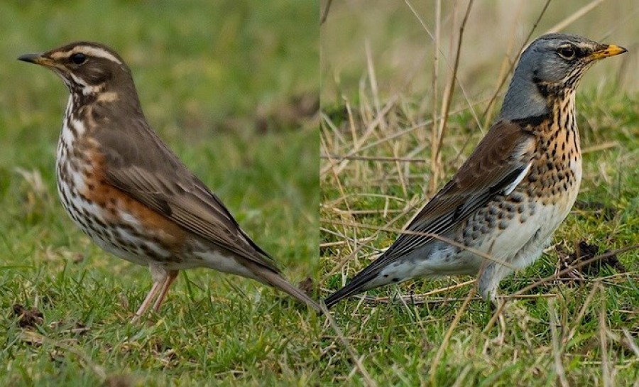 Redwings and fieldfares will start to arrive in Scotland throughout September