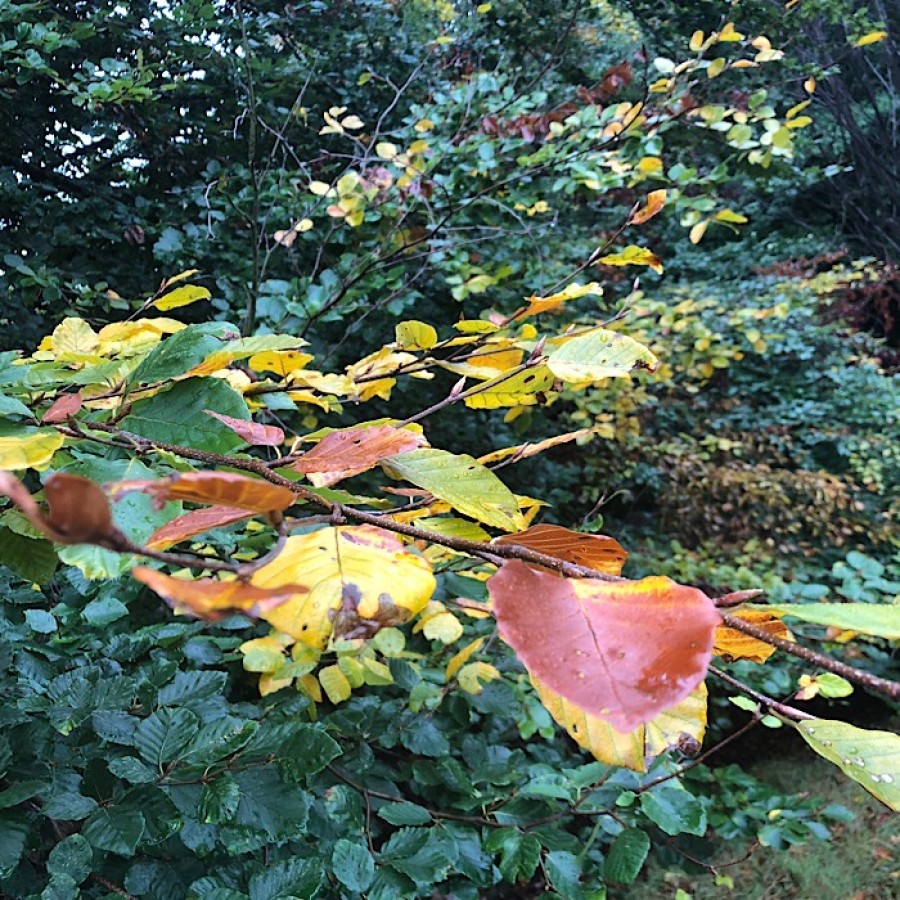 Leaves turning on the trees in Kelvingrove Park