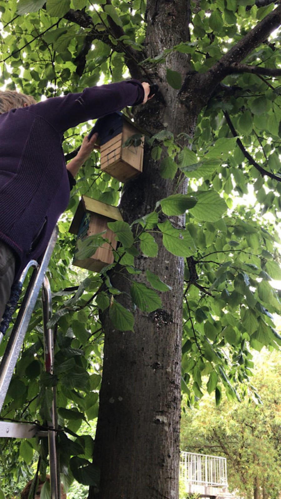  Birdboxes being put up in Garnethill l