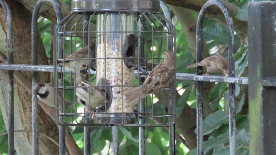 Sparrows have returned to Garnethill Street in just three months
