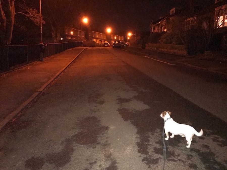  Stomping ground: the streets of Kelvindale are home for Buddy 