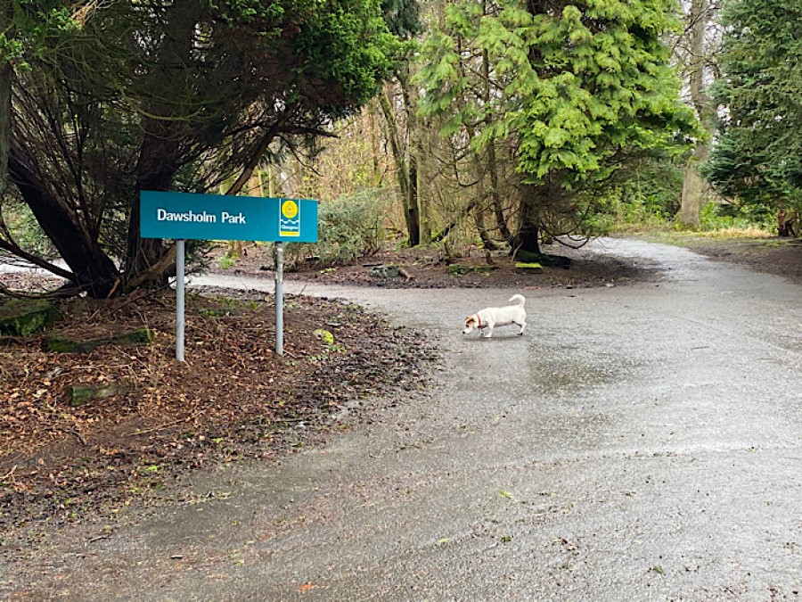  Buddy's favourite park, Dawsholm
