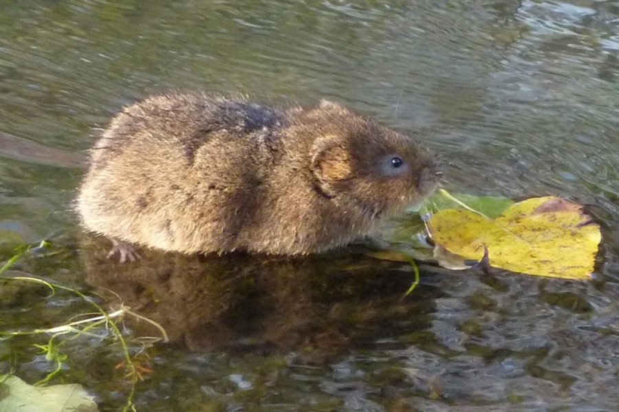  Benefits: Water voles are another resident of the River Kelvin