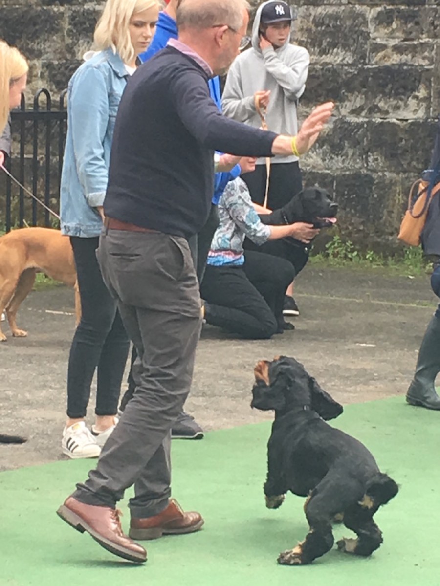  Dog-gone: Hyndland Hounds dog show was a big crowd pleaser again