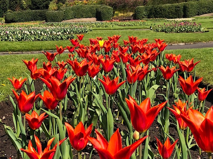  Grass: 28 of the 59 flower beds that make up the park's central display could be lost 
