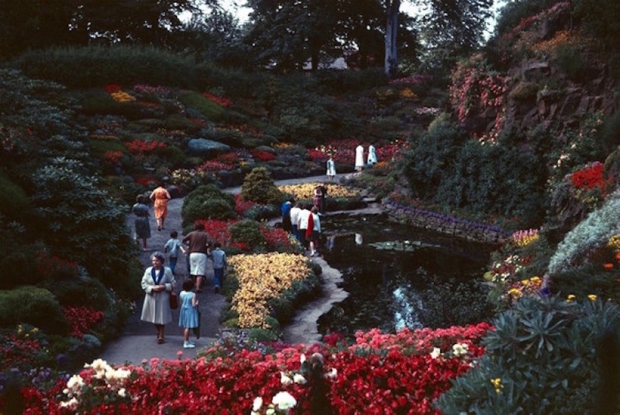  Rockery: flowering plants that take a lot of maintenance will make way for ferns and rock plants