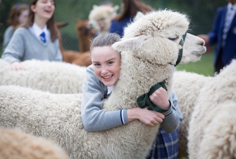  Up close: cuddly alpacas make great therapets 
