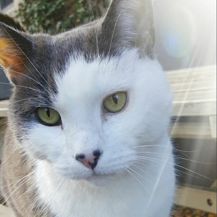  Distinct: Monty was taken by a woman in a grey or silver car on Saturday evening
