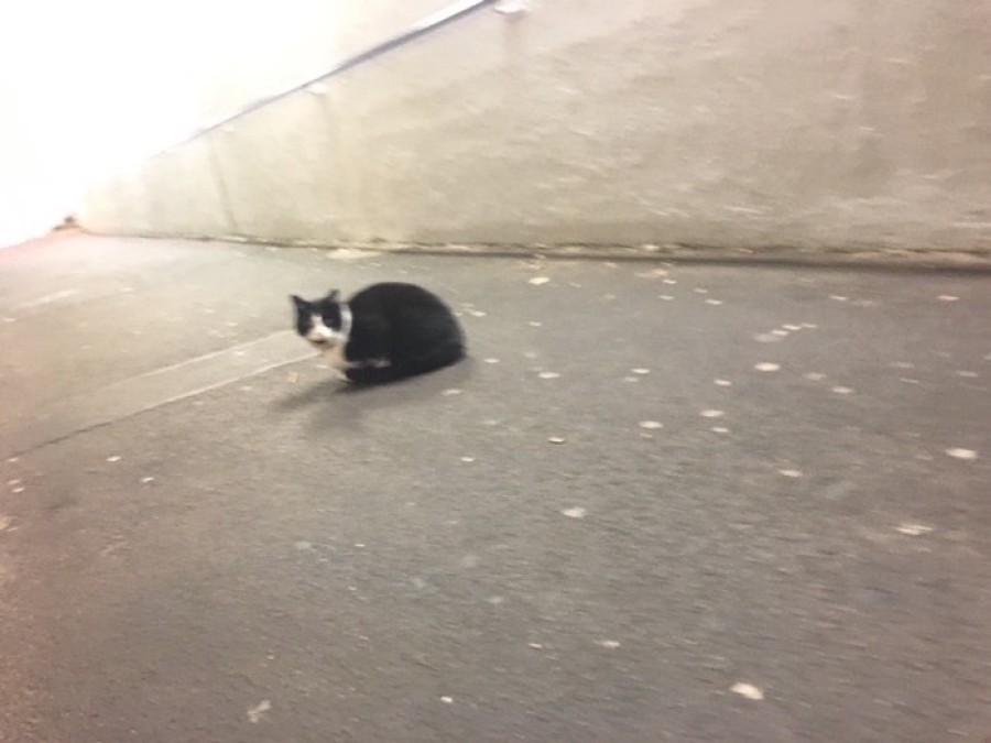  Patrol: Hermes was regularly seen sitting in the underpass at Hyndland Station