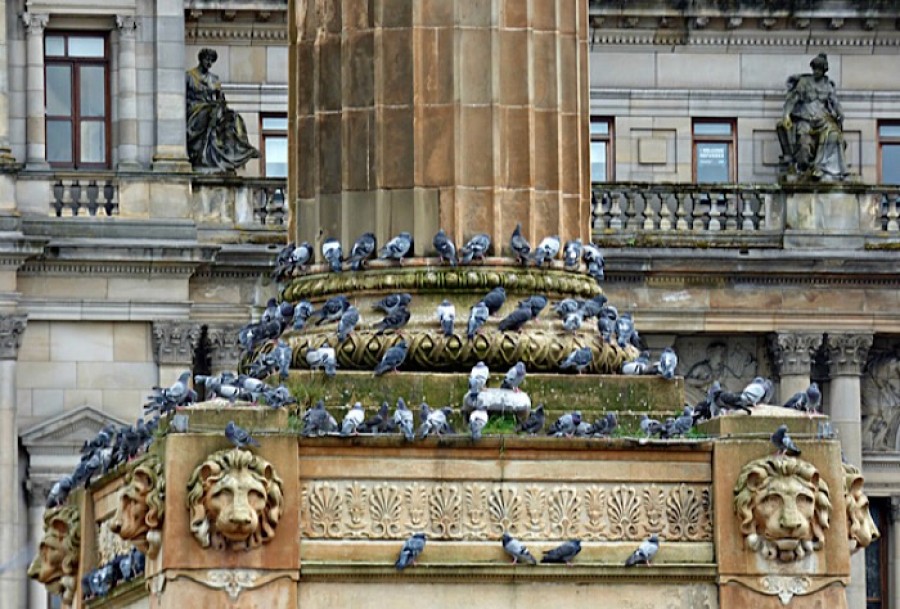  Doos: pigeons muster in George Square Glasgow