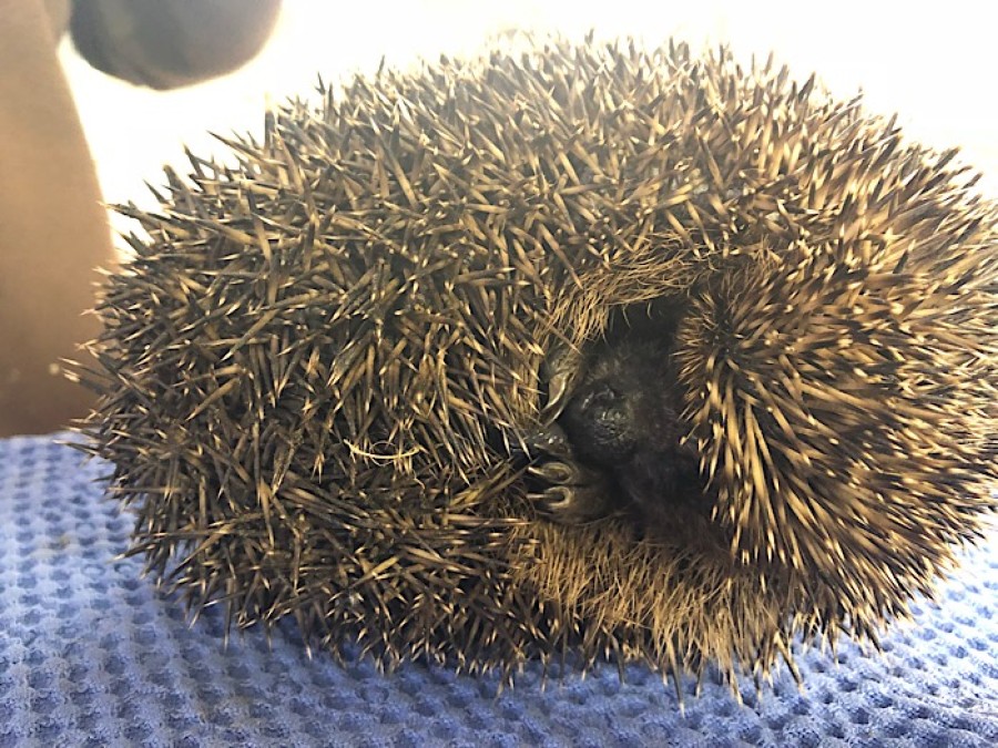  Help: citizen scientists are needed to collect hedgehog data