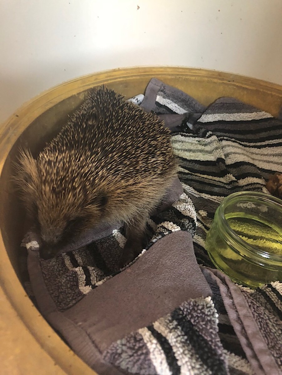  Perfect: the West End's leafy gardens and parks are great habitat for hedgehogs