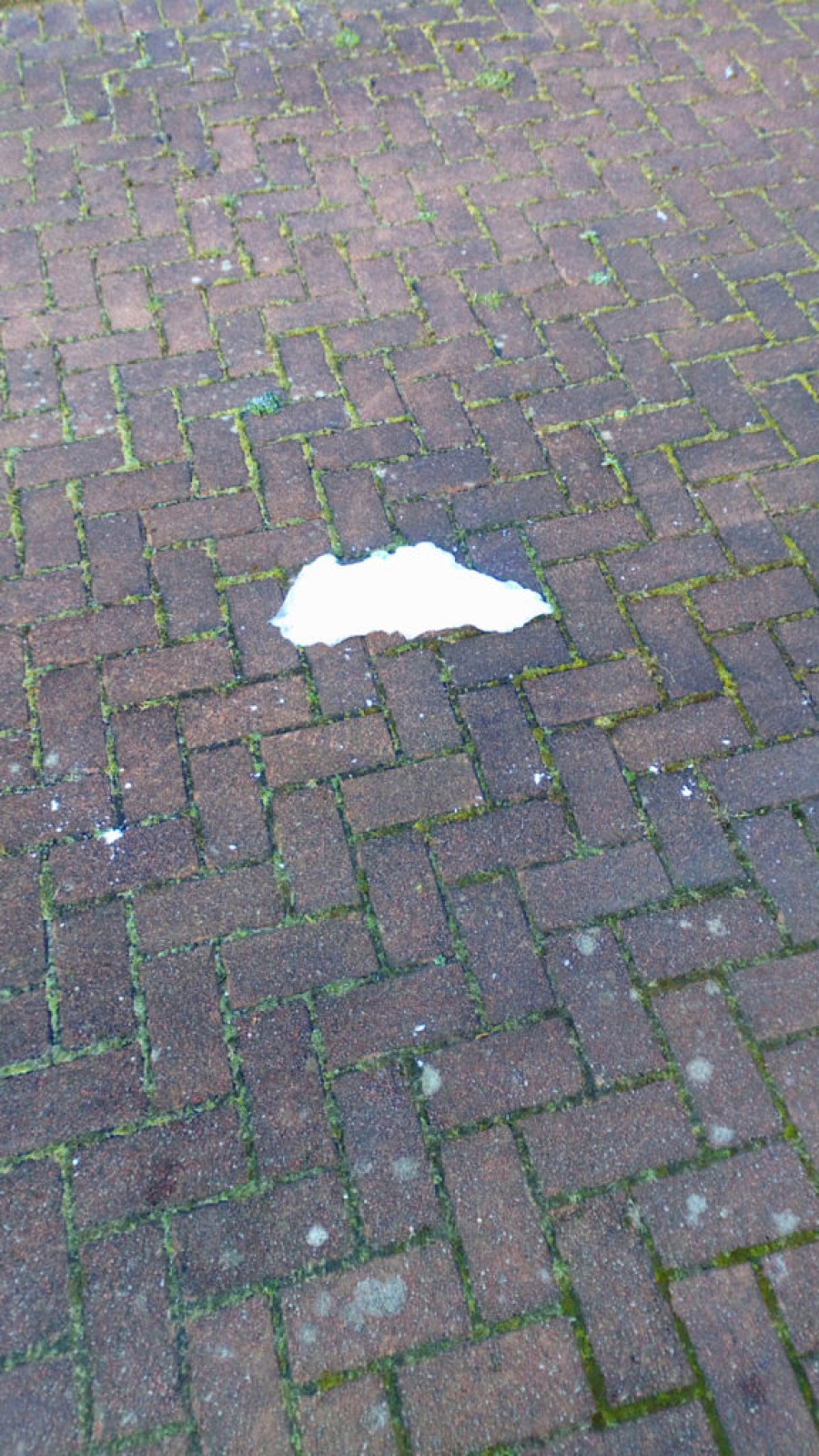 Refusing to melt and resilient like local businesses.