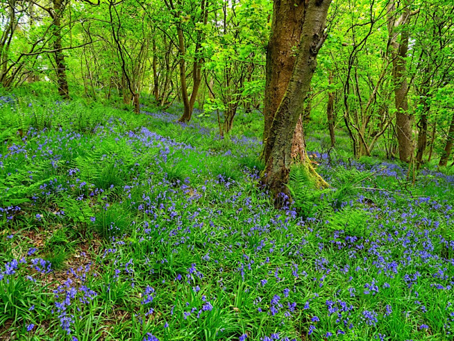  Bluebells at Garscadden Woods on one of the walks in the new book. Photo: Glasgow's West End Walks 