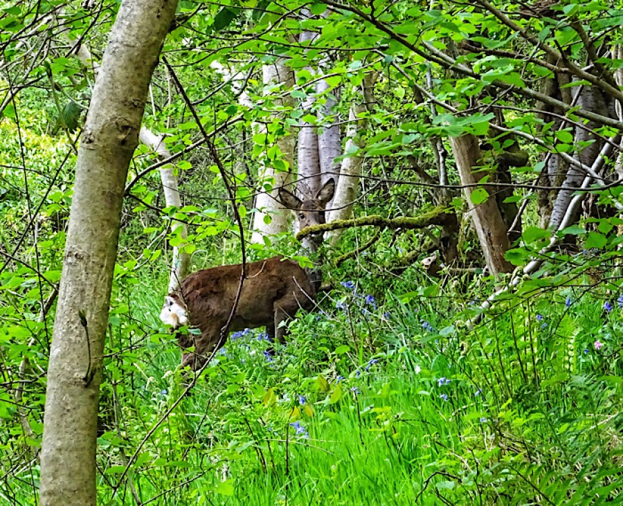  A roe deer at Garscadden Woods. Photo: Glasgow's West End Walks 