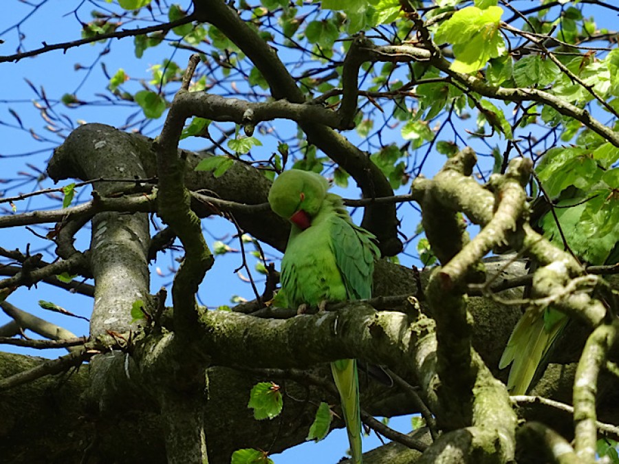  The parakeets of Dawsholm Park. Photo: Glasgow's West End Walks