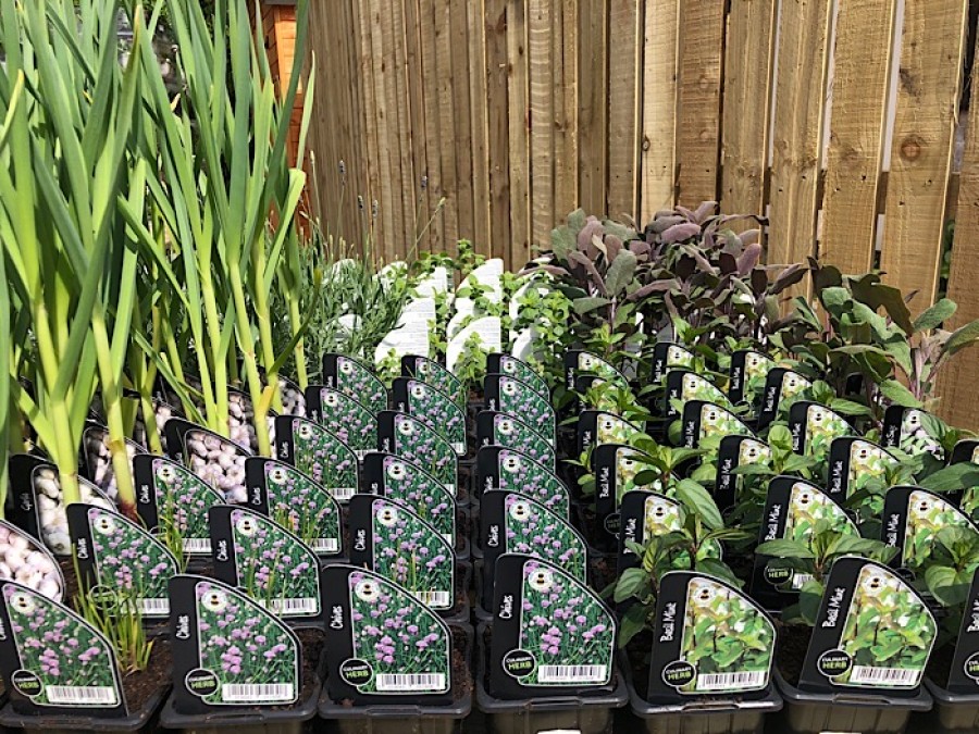  A wide selection of herbs will be on offer 