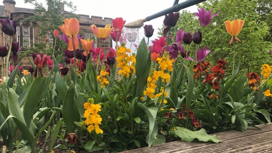  Tulips provide a riot of colour in the Summerhouse garden 