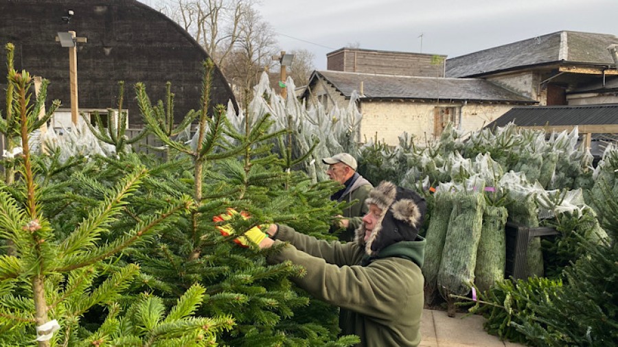 Martin and John prepare the trees for Christmas