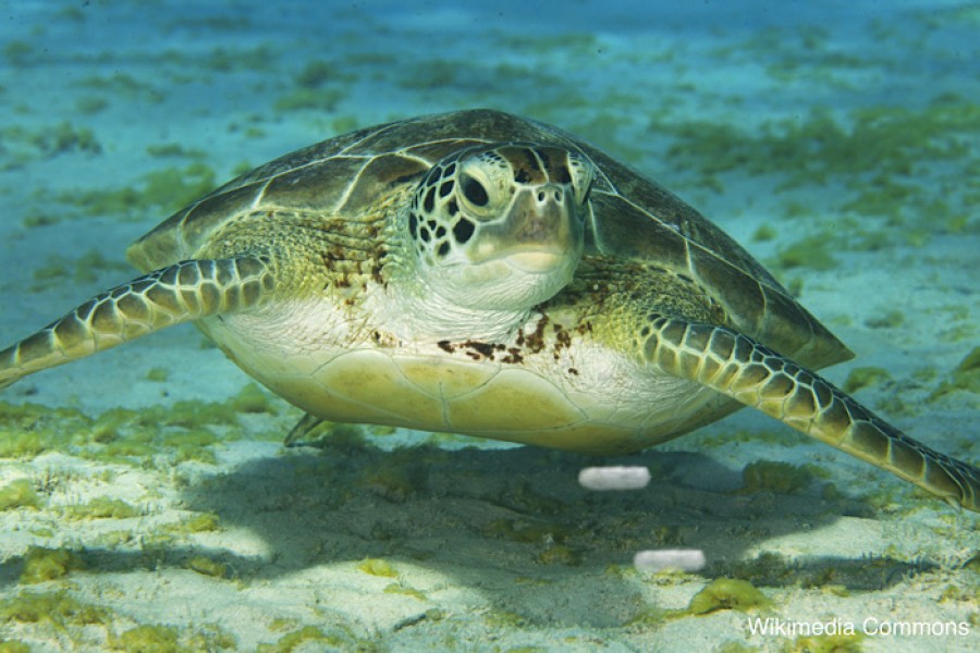 A threatened marine turtle