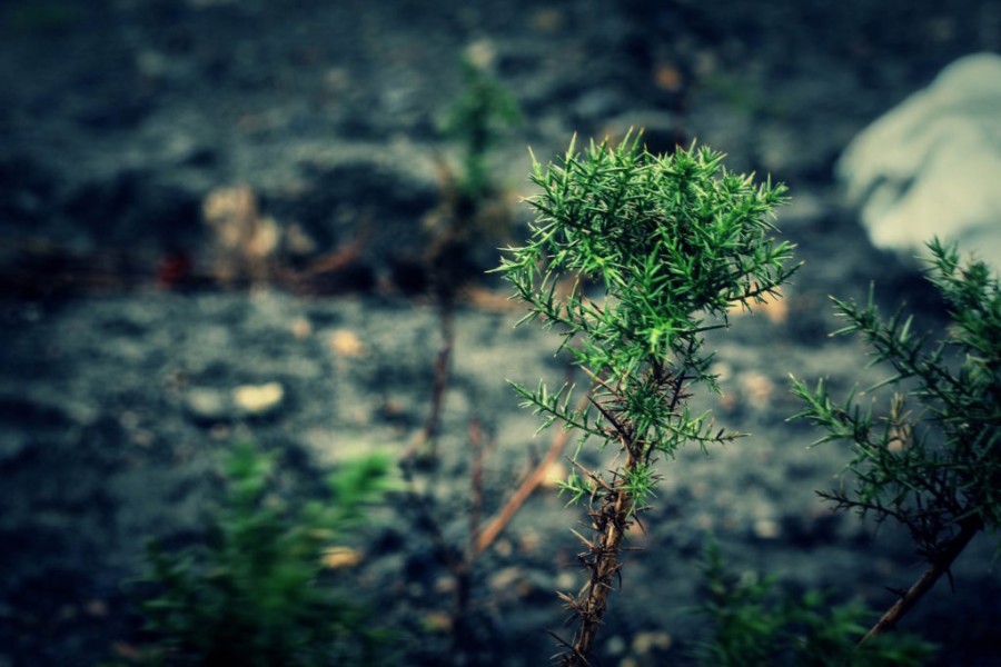  Hardy: gorse is a species that can thrive in harsh terrain. Photo credit: Sami Elhaj 
