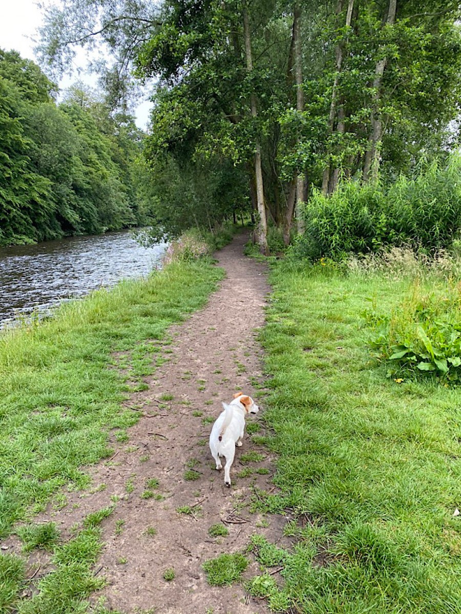  Buddy in his element on the banks of the River Kelvin.