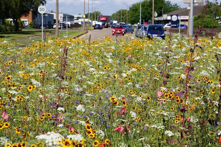  Other parts of the UK have embraced wildflowers. Photo credit: Pictorial Meadows
