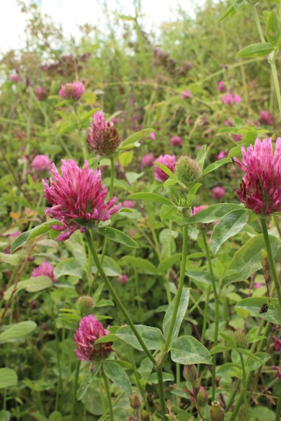  Only 1% of land is given over to meadows nationally