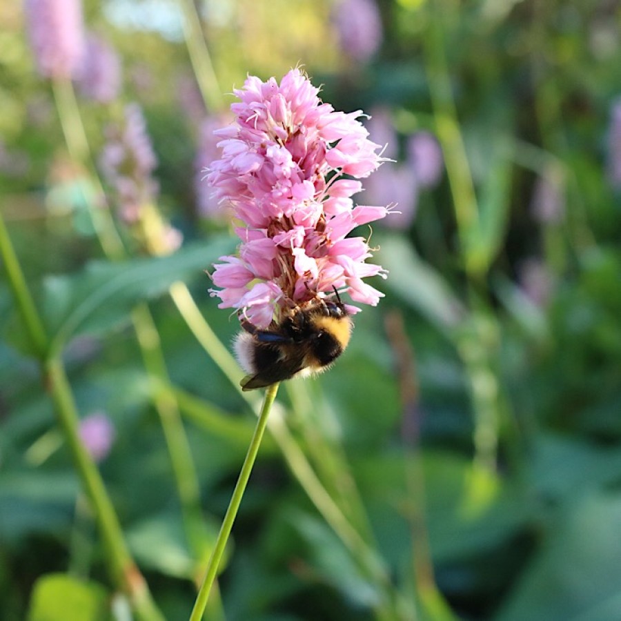  Wildflowers are great for bees and insects. Photo: Gabby Morris
