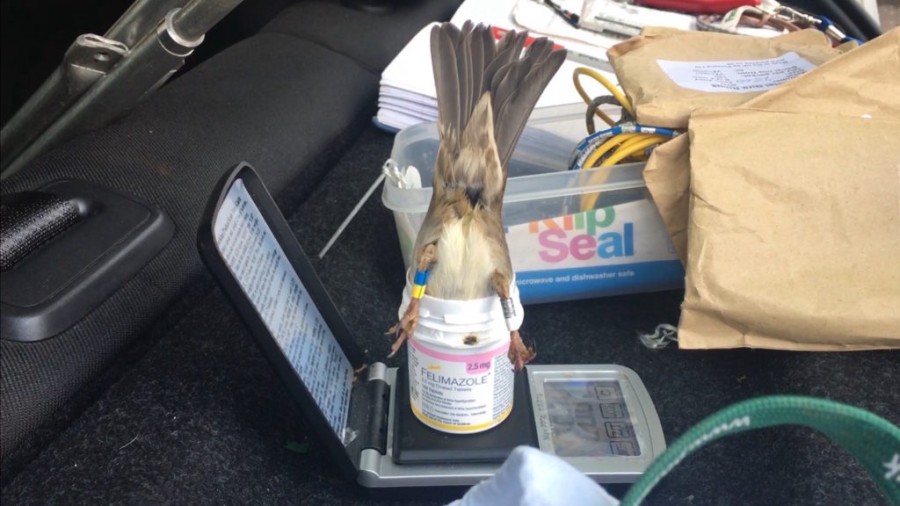  Scales: The sparrows are individually weighed to monitor their health. 