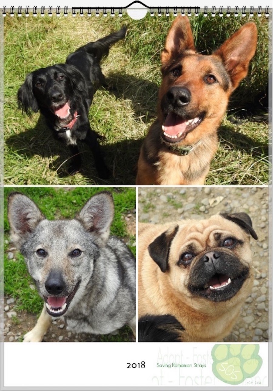 Faces: Pete has produced a calendar to raise money for dog rescue group Saving Romanian Strays 