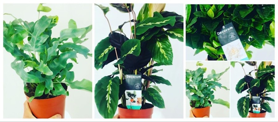  Bundles: Indoor plants have been added to the list of stock
