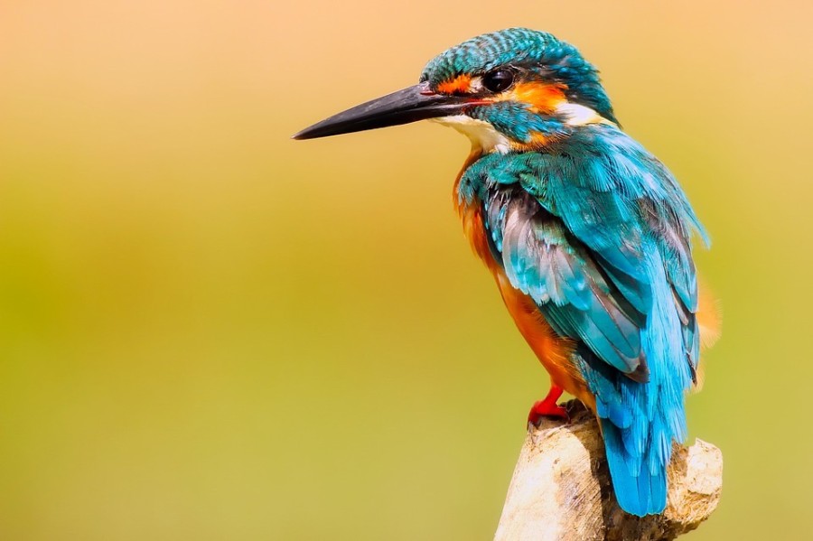  Residents: Kingfishers are part of flora and fauna that will benefit from a cleaner Kelvin