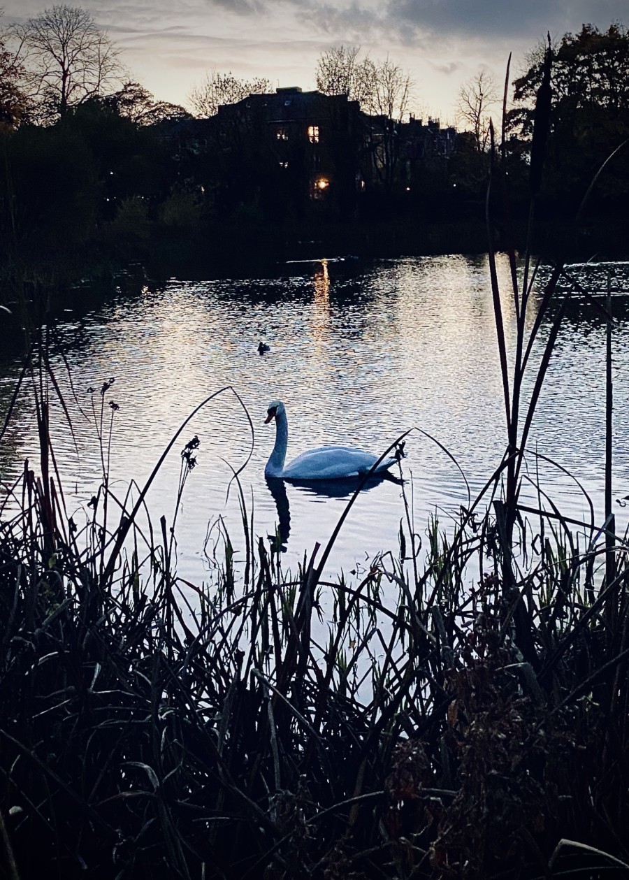 The pond is home to swans and an array of wildfowl